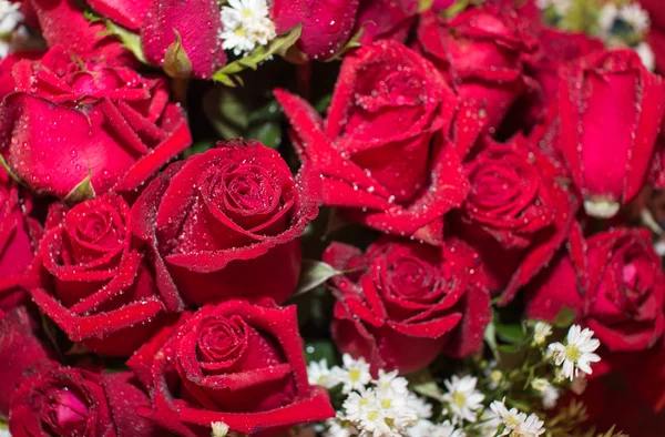 Červená růže kytice zblízka pozadí — Stock fotografie