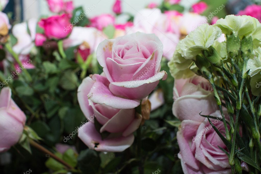pink rose bouquet close up background |图库照片08janthima chai