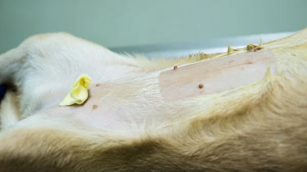 Operação de esterilização veterinária em cão — Fotografia de Stock