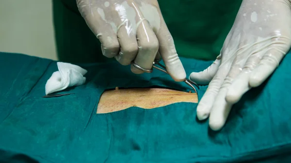 Veterinarian sterilization operation on dog — Stock Photo, Image