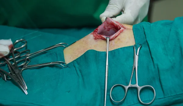 Veterinarian sterilization operation on dog — Stock Photo, Image