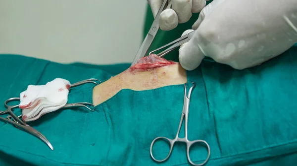 Dierenarts sterilisatie operatie op hond — Stockfoto