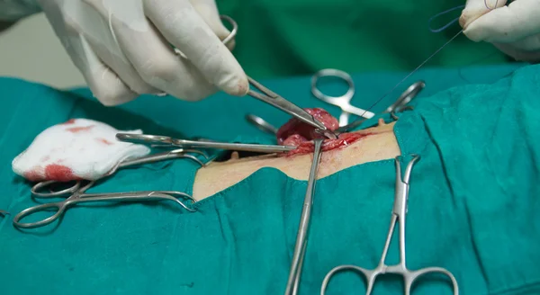 Veterinarian sterilization operation on dog — Stock Photo, Image