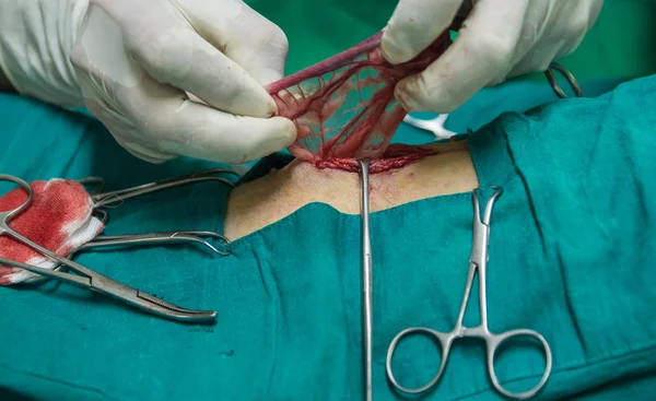 Eläinlääkäri sterilointi operaatio koira — kuvapankkivalokuva