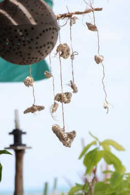 hareket eden deniz hayvanı kabuğu