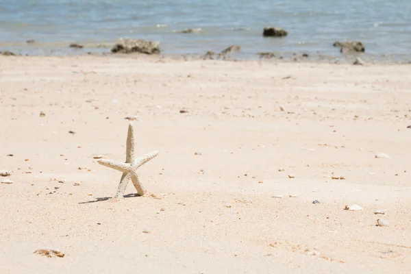 Estrella de mar —  Fotos de Stock