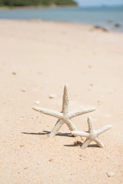 Estrella de mar —  Fotos de Stock