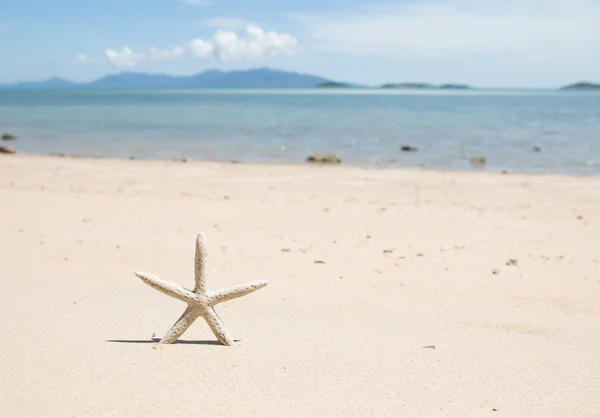 Peixe-estrela — Fotografia de Stock