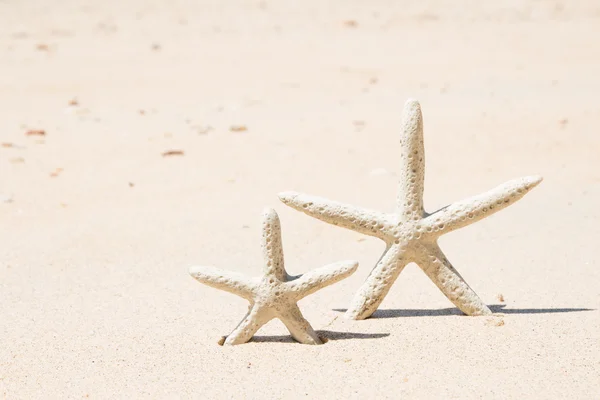 Zeesterren — Stockfoto