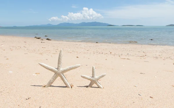 Estrella de mar — Foto de Stock