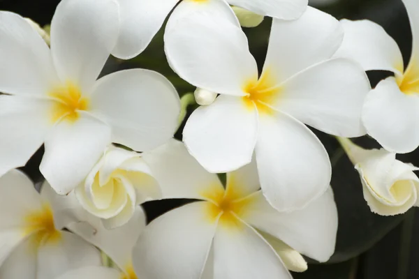 Witte en gele frangipani bloemen — Stockfoto