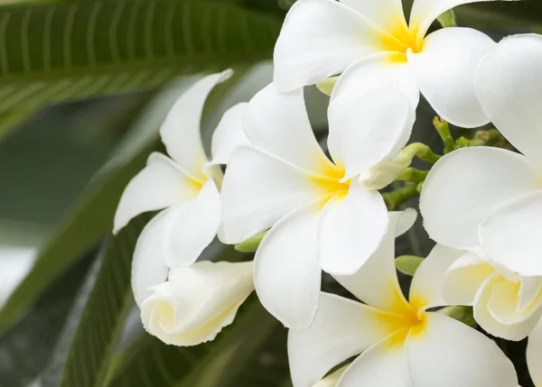 पांढरा आणि पिवळा फ्रँजीपाणी फुले — स्टॉक फोटो, इमेज