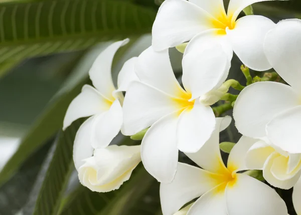 Witte en gele frangipani bloemen — Stockfoto