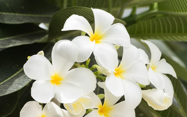 White and yellow frangipani flowers — Stock Photo, Image