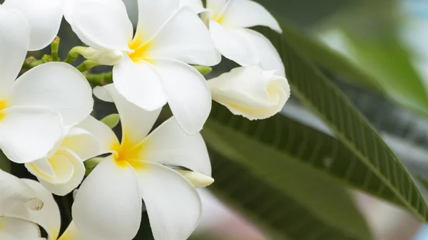 Fleurs frangipani blanches et jaunes — Photo