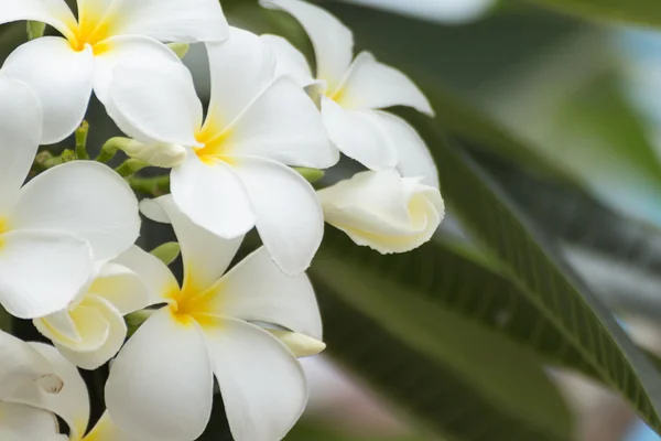 Beyaz ve sarı frangipani çiçekler — Stok fotoğraf