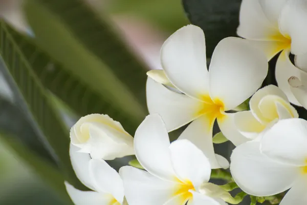 Beyaz ve sarı frangipani çiçekler — Stok fotoğraf