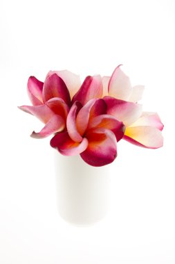 Beyaz frangipani çiçekler