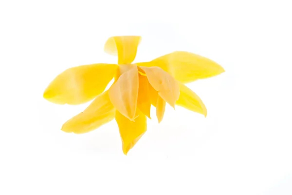 Желтая Микелия Альба — стоковое фото