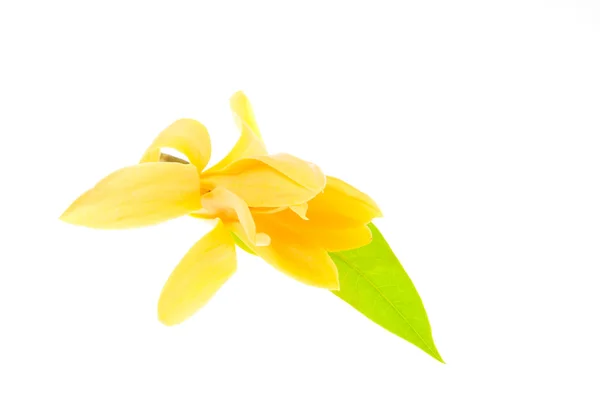 Yellow Michelia Alba — Stock Photo, Image