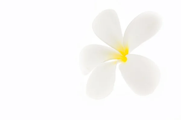 Тропические цветы франджипани (plumeria) — стоковое фото