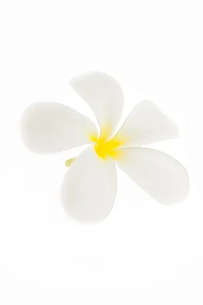 Tropical flowers frangipani (plumeria) — Stock Photo, Image