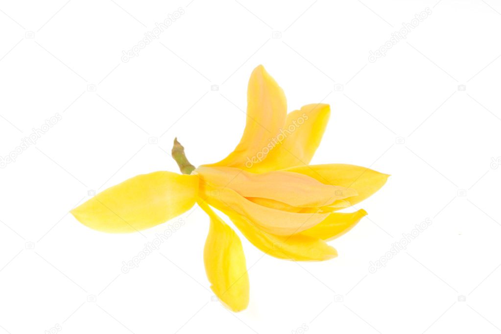Yellow Michelia Alba