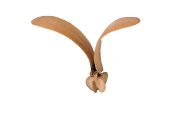 İki kanatlı meyve dipterocarpus