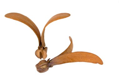 İki kanatlı meyve dipterocarpus