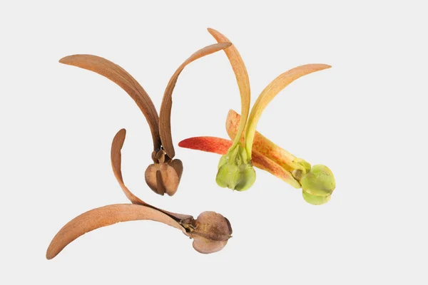 Двукрылые плоды диптерокарпа — стоковое фото