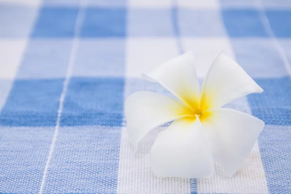 Fiore di plumeria frangipani bianco — Foto Stock