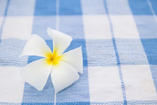 Valkoinen frangipani plumeria kukka — kuvapankkivalokuva