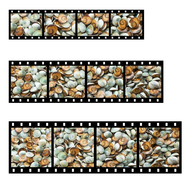 Shell with film strip background — Stock Photo, Image