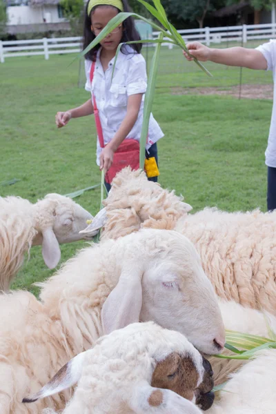 Meisje in de buurt van schapen — Stockfoto