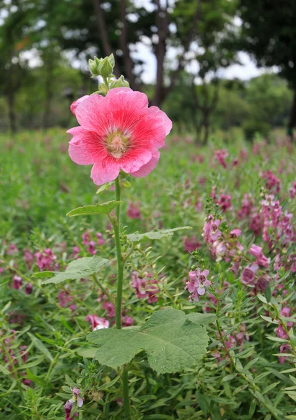 Ροζ hollyhock — Φωτογραφία Αρχείου