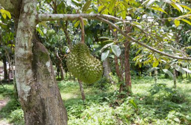 Durian meyve