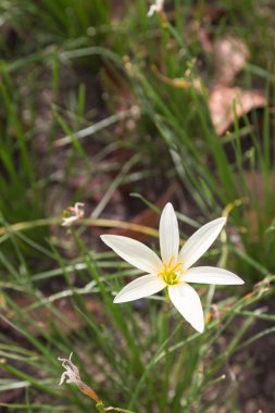 portre sarı yağmur lily, zephyranthes
