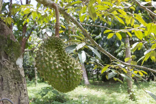 Durian meyve — Stok fotoğraf