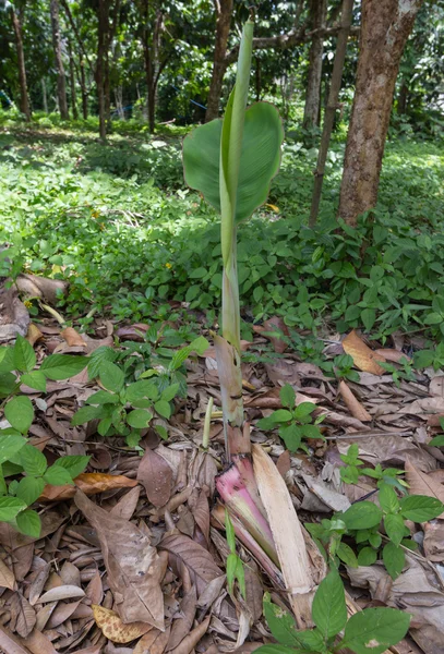 Young banana tree — Stock fotografie