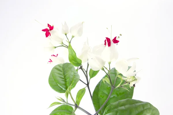 Clerodendrum thomsoniae or bagflower — Stock Photo, Image