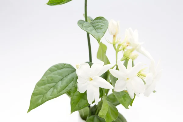 White jasmine flower — Stock Photo, Image