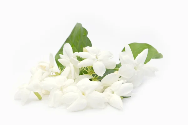 White jasmine flower — Stock Photo, Image