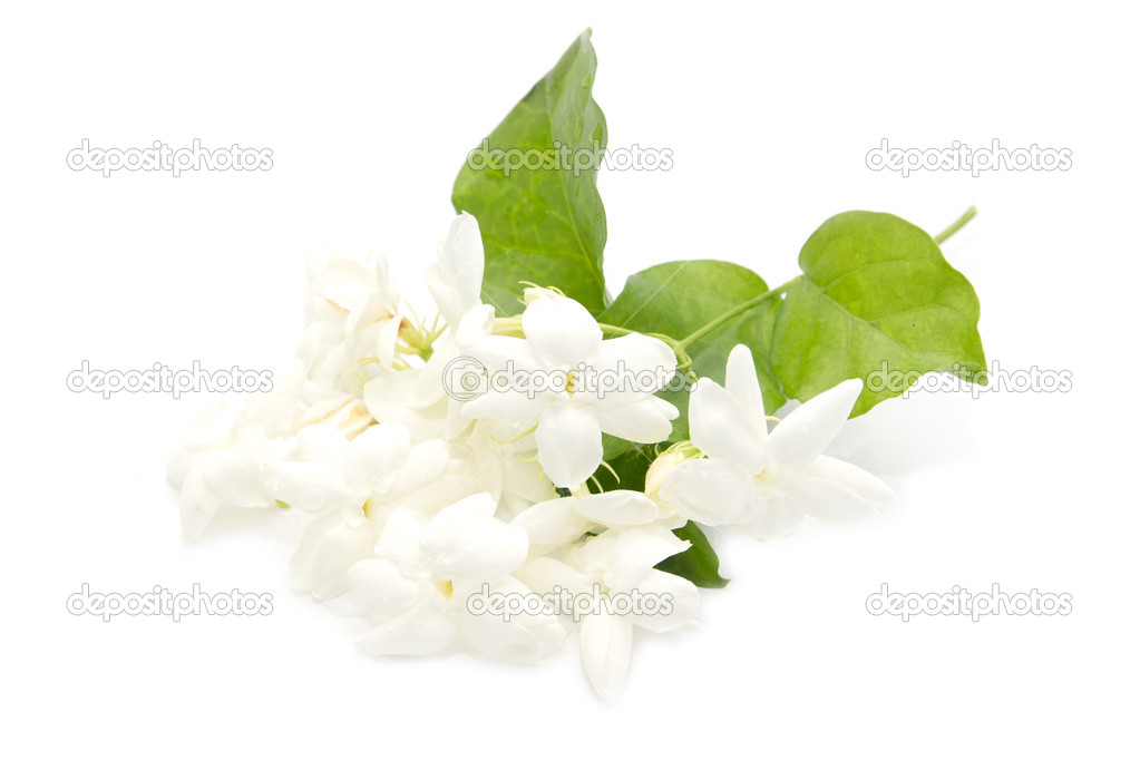 Flor de jasmim branca fotos, imagens de © jcsmilly #29914125