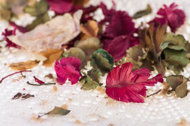 Kuru çiçek arka plan