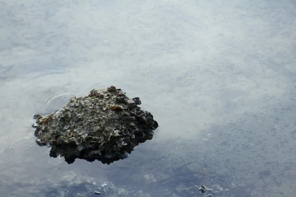Caral στην καταγάλανη θάλασσα — Φωτογραφία Αρχείου