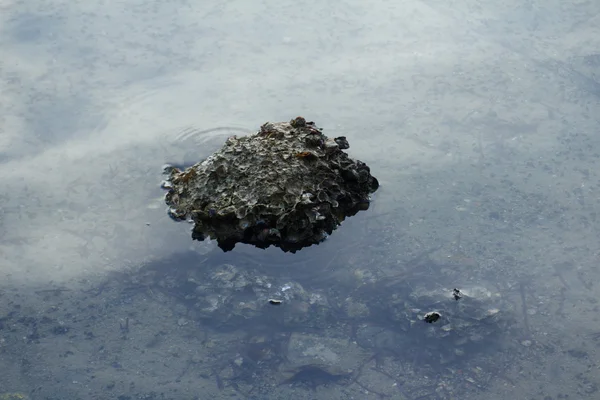 Caral στην καταγάλανη θάλασσα — Φωτογραφία Αρχείου