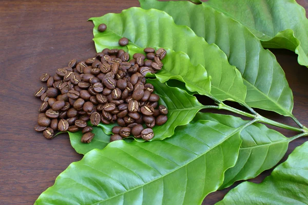 Fagioli di caffè e loro foglia — Foto Stock