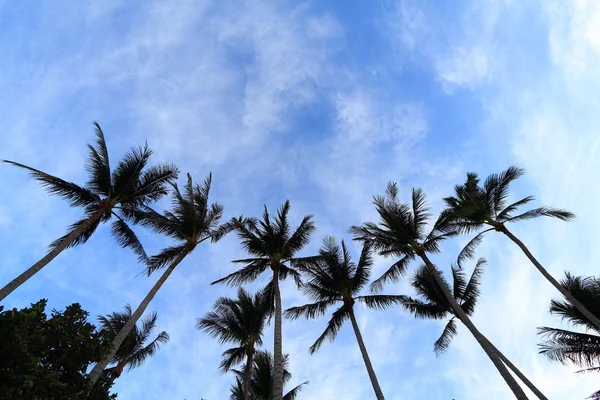Palmeira de coco sobre azul saky — Fotografia de Stock