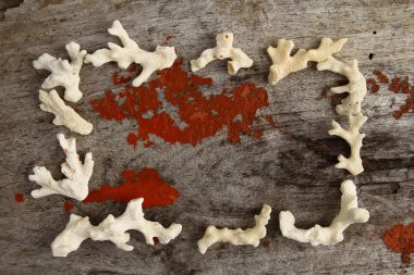 grunge ahşap kurulu karede Seashell