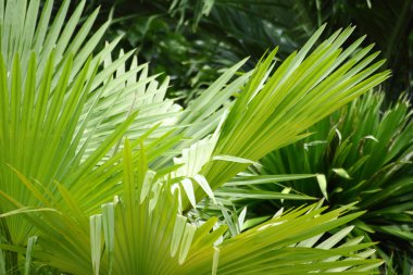 Taze yeşil palmiye yaprağı arka planı